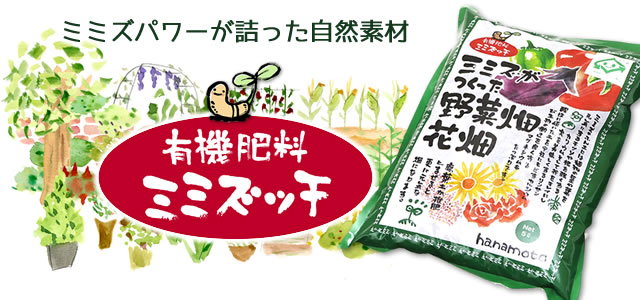 ミミズッチ